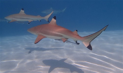 snorkeling au banc des requins