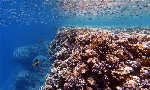 Snorkeling à ras um sid en Egypte en mer rouge