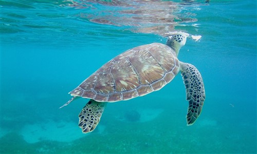 tortue à grande baie sur terre de bas aux saintes en Guadeloupe