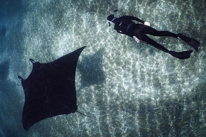 Snorkeler with manta ray in Komodo