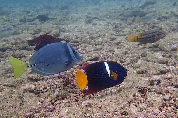 Galapagos reef fish
