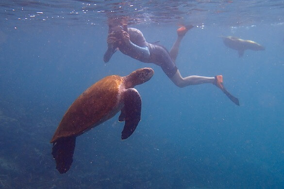 Snorkeler with sea turtle Galapagos