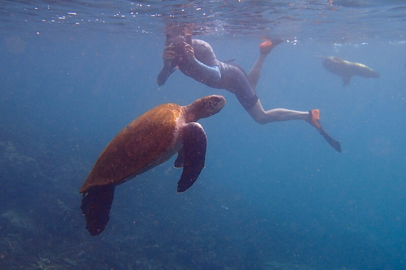 Snorkeler with sea turtle and sea lion in Galapagos