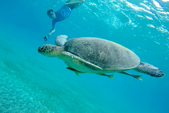 Sea turtle Abu Dabbab