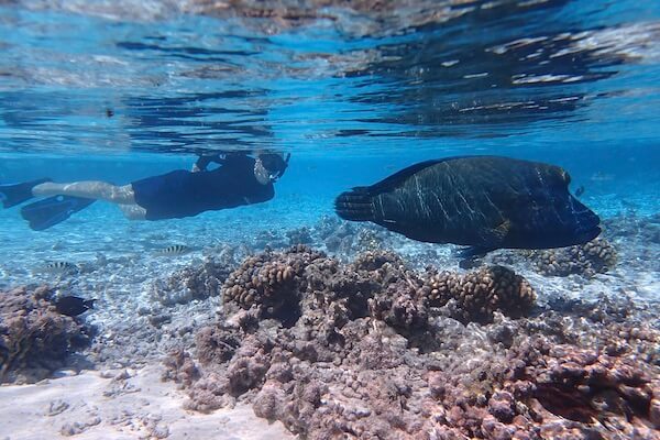 Planet Snorkeling Expeditions - Trips dedicated to snorkelers