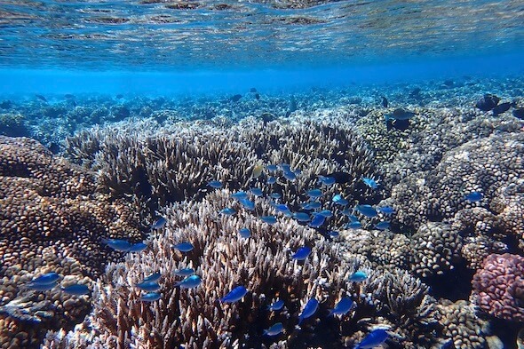 Coral reef in Fakarava