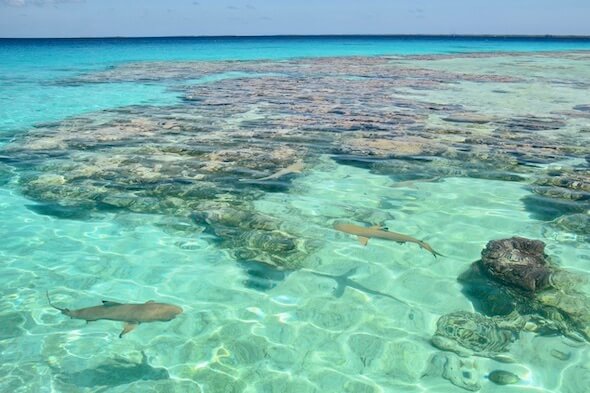 Coral reef and sharks snorkeling in Fakarava