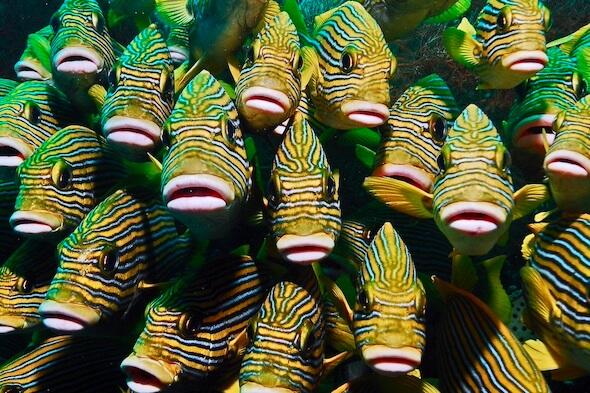 School of sweetlips at Papua Explorers