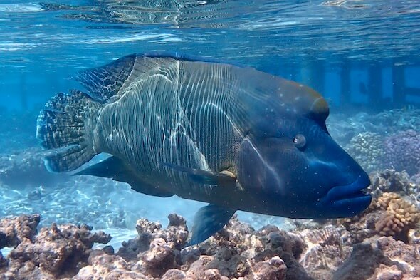 Snorkeling with Napoleon wrasse in Fakarava