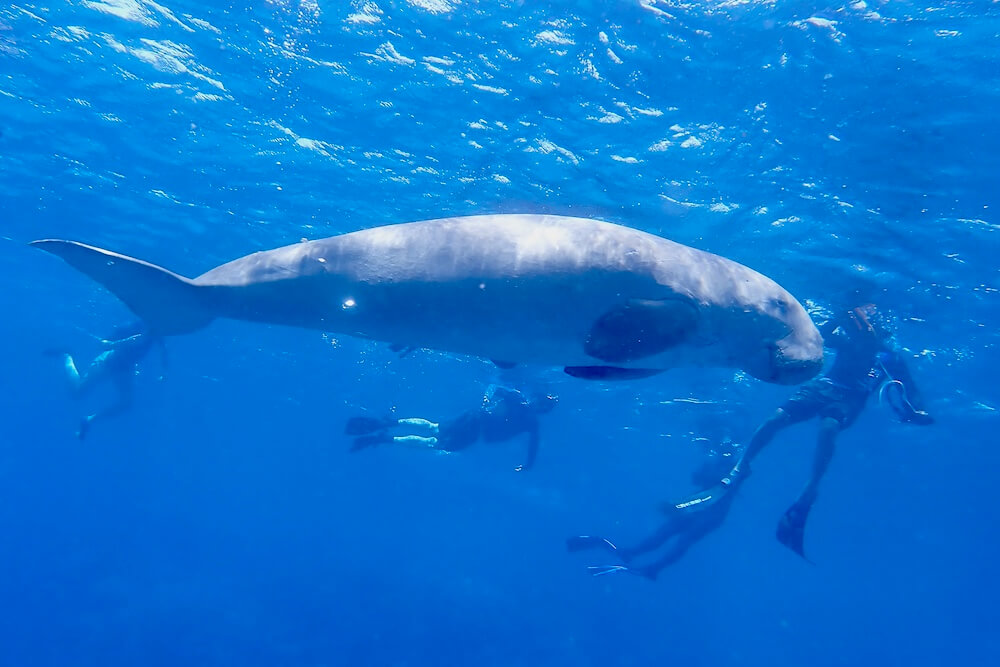 Snorkeling trip dugong